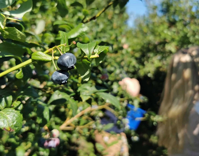 Blaubeere, Heidehof Wittenmoor