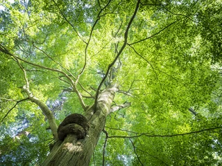 Buchwedel skov natursti Waldlehrpfad BuchwedelBuchwedel forest nature trailSentier forestier éducatif BuchwedelBuchwedel bos natuurpadBuchwedel skov natursti