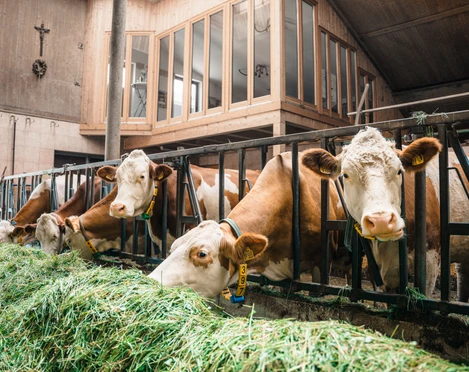 Kühe Eiblhof @Tourist Information.jpg