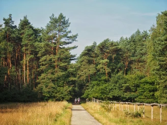 Naturschutzgebiet Moosheide  Ein breiter Waldweg führt durch das Naturschutzgebiet Moosheide, begleitet von hohen Kiefern.