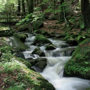Ein klarer Bach schlängelt sich durch moosbedeckte Felsen im schattigen Wald. Eine Brücke im Hintergrund.