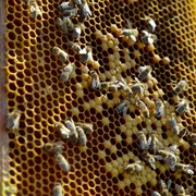 Bienen vor Bienenwabe.jpg