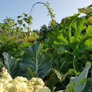 Gartenausblick @Leni Kühn.jpg