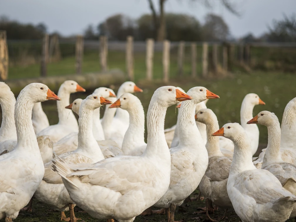 Diepholzer Gans - Foto - .JPG