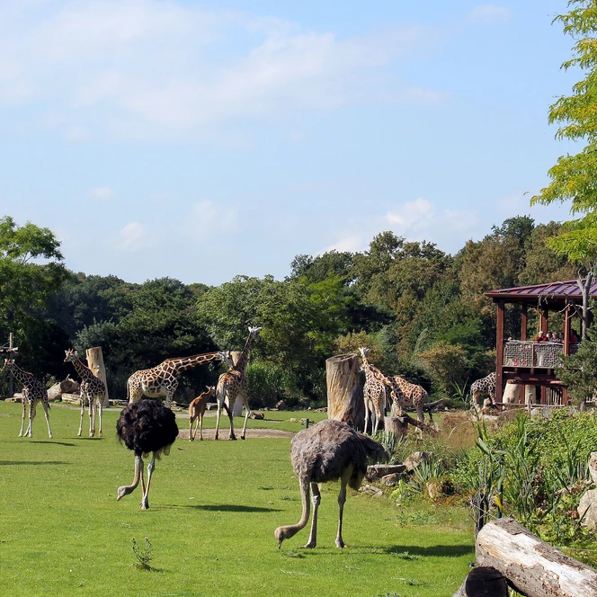 Your meeting & conference in Leipzig: African savannah "Kiwara" at Leipzig Zoo