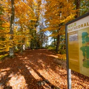 Beromünster_Waldkathedrale_Herbst_Blätter_Gelb_Orange_Tafel (1).jpg