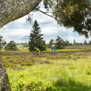 Mountainbiker in Heidelandschaft mit Kiefern  Mountainbiker in Heidelandschaft mit Kiefern