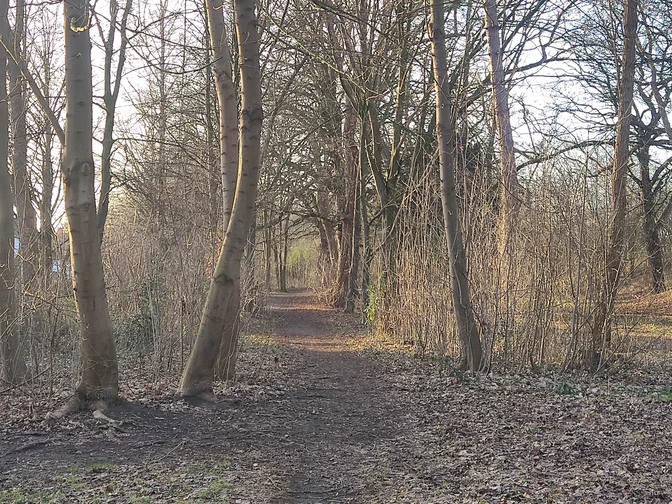 Das Bild zeigt einen Weg durch ein Wäldchen.