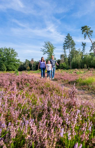 Unterwegs in der blühenden Hildener Heise Eine Gruppe von Menschen spaziert auf einem Weg durch ein Feld mit blühenden lila Heidekraut.