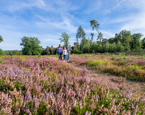 Unterwegs in der blühenden Hildener Heise Eine Gruppe von Menschen spaziert auf einem Weg durch ein Feld mit blühenden lila Heidekraut.