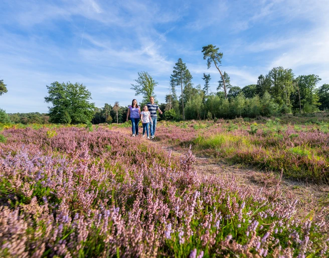 Unterwegs in der blühenden Hildener Heise Eine Gruppe von Menschen spaziert auf einem Weg durch ein Feld mit blühenden lila Heidekraut.