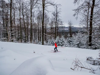 Langläuferin im verschneiten Wald in Willingen Langläuferin im verschneiten Wald in Willingen