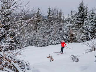 Langläuferin im Winterwald in Willingen Langläuferin im Winterwald in Willingen