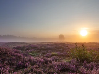 Sonnenaufgang auf dem Pestruper Gräberfeld Sonnenaufgang auf dem Pestruper Gräberfeld