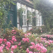 Straßenansicht.jpg Fachwerkhaus in Halle (Westf.) mit üppigem Rosengarten und blühenden Sträuchern im Vordergrund.