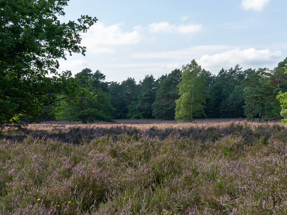 behringer-heide-bispingen.jpg Blühende Heide in Behringen bei Bispingen