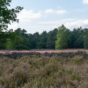 behringer-heide-bispingen.jpg Blühende Heide in Behringen bei Bispingen
