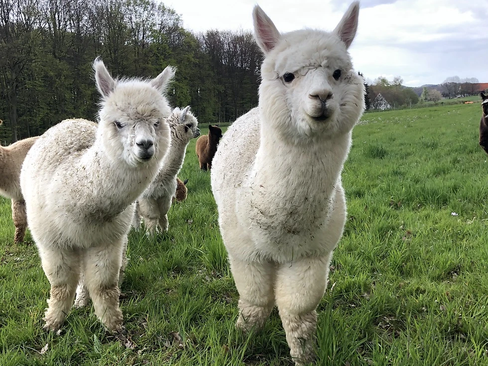 Alpakas am Föhrenbach.jpg