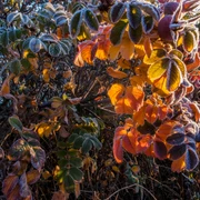 Winterblüten Süntel