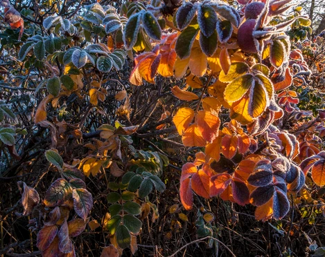 Winterblüten Süntel