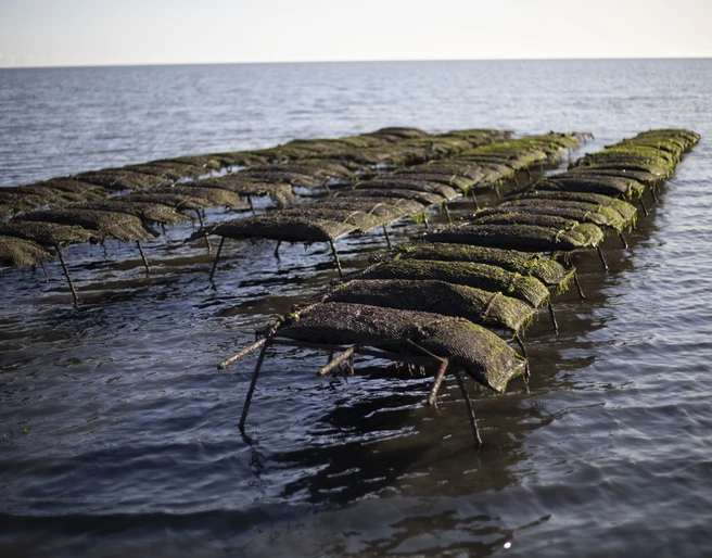 Austernbänke (c) Sylter Royal.JPG