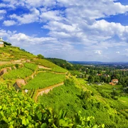 Blick über die Weinberge in Radebeul