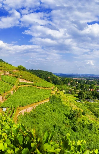 Blick über die Weinberge in Radebeul