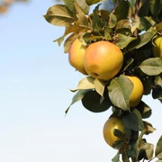 Sächsisches Obstland
