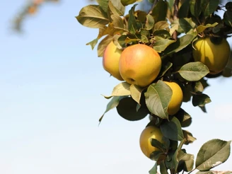 Sächsisches Obstland