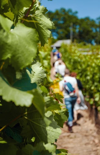 Weinwanderung