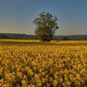 Rapsfeld Weißig
