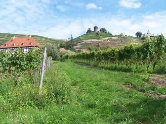 Hoflößnitz mit Bismarckturm und Spitzhaus