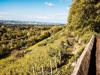 Weinberge Pillnitz