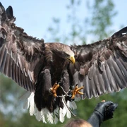 Falknerei Herrmann Plauen