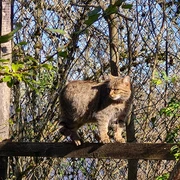 Pfaffengut Plauen Wildkatzensprung