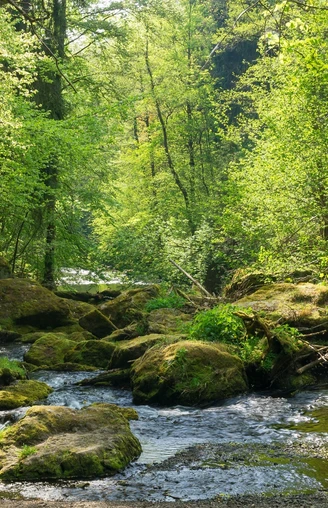 Im Triebtal bei Jocketa / Vogtländische Schweiz