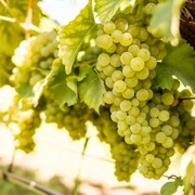 Weinreben
