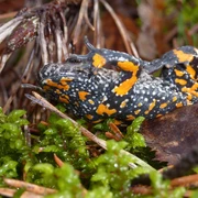Rotbauchunke