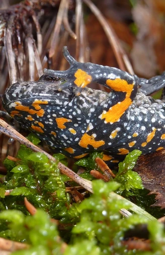 Rotbauchunke