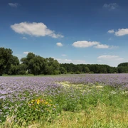 Wandern durch Sommerwiesen