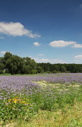 Wandern durch Sommerwiesen