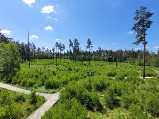 Blick vom Aussichtsturm im Pöllwitzer Wald
