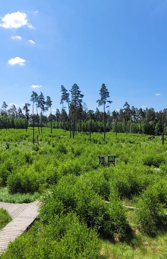 Blick vom Aussichtsturm im Pöllwitzer Wald