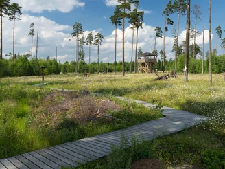Moorlehrpfad im Pöllwitzer Wald