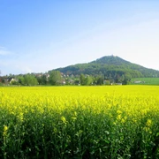 Landeskrone, Görlitz - Rapsfeld