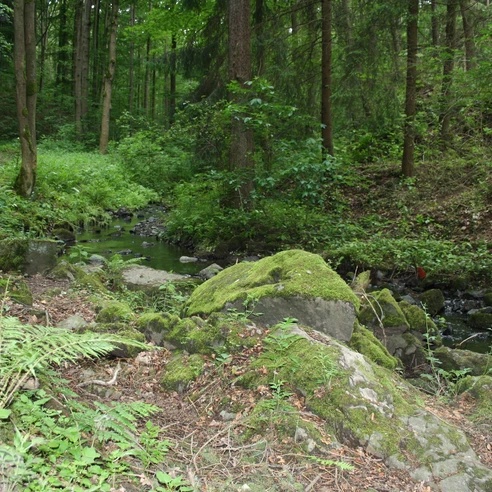 Wildromantisches Nymphental