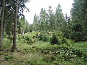 Pfaffenstein nahe Schneckenstein