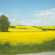 Landschaftsidylle im Frühling