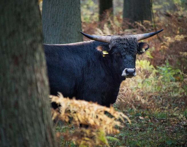 Naturpark Solling-Vogler - Heckrind