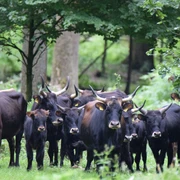 Naturpark Solling-Vogler - Heckrinder